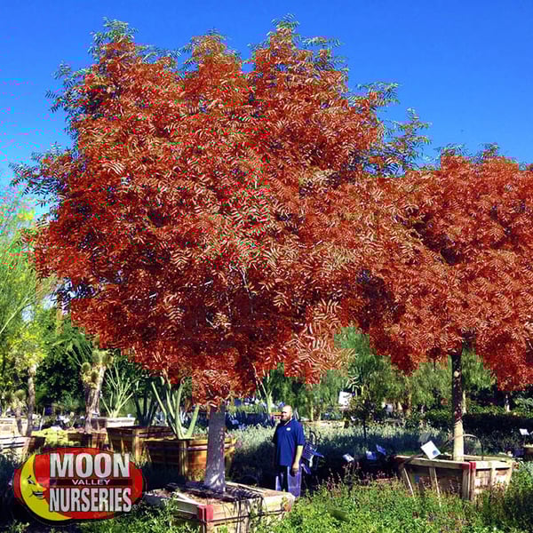 Five Trees for Fall Colors in Las Vegas